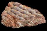 Metoposaur (Koskinonodon) Skull Scute - Arizona #133316-1